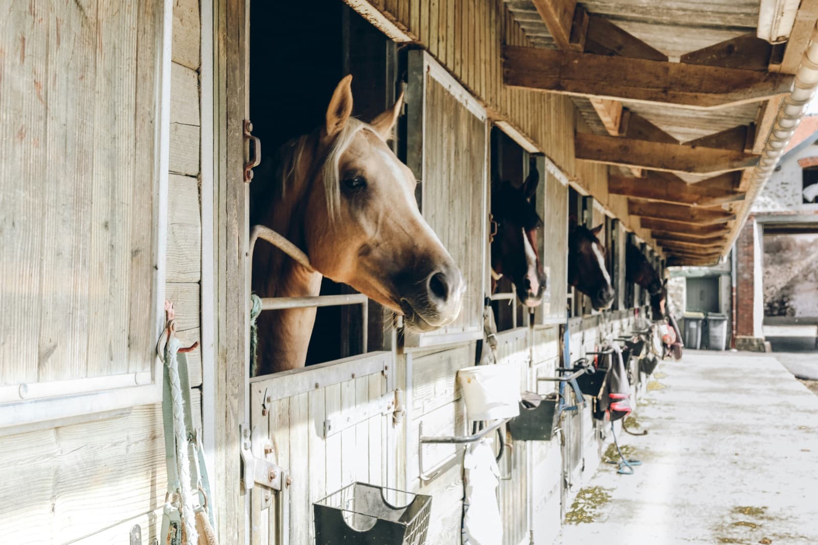Hollybrook Stables