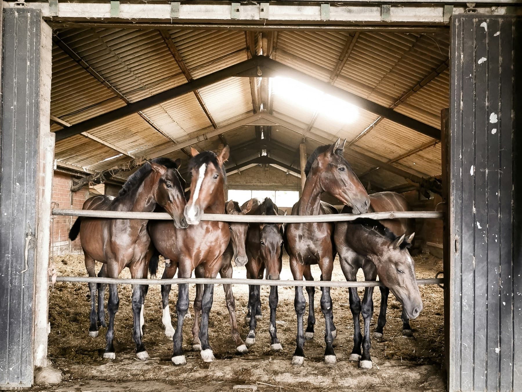Brookfield Stables