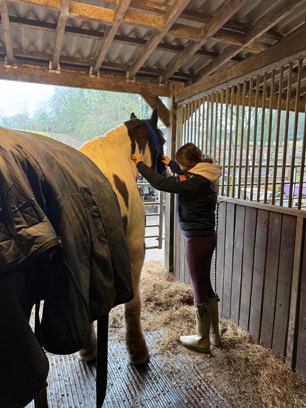 r.m equine massage photo