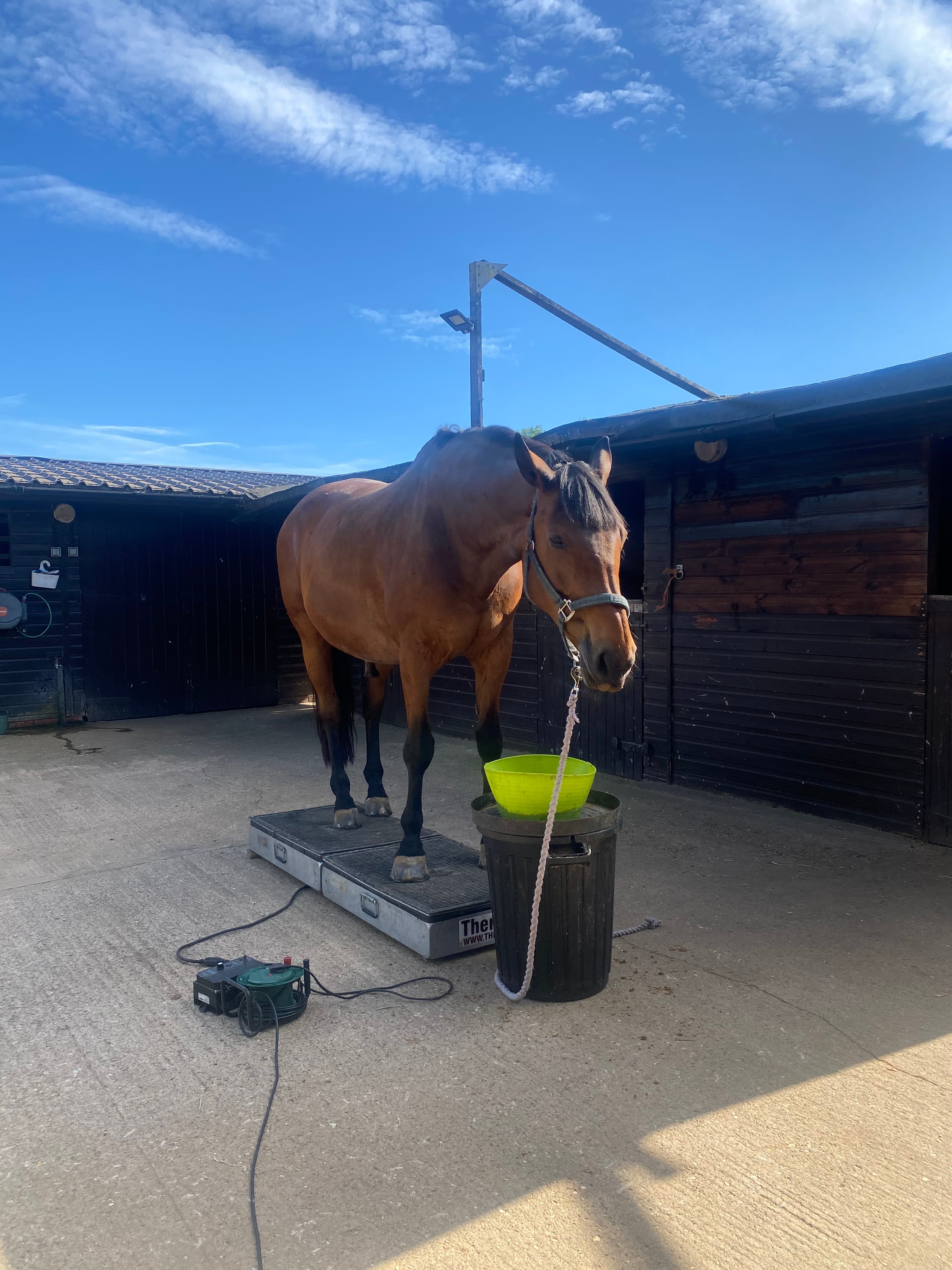 Equine Back To Life photo