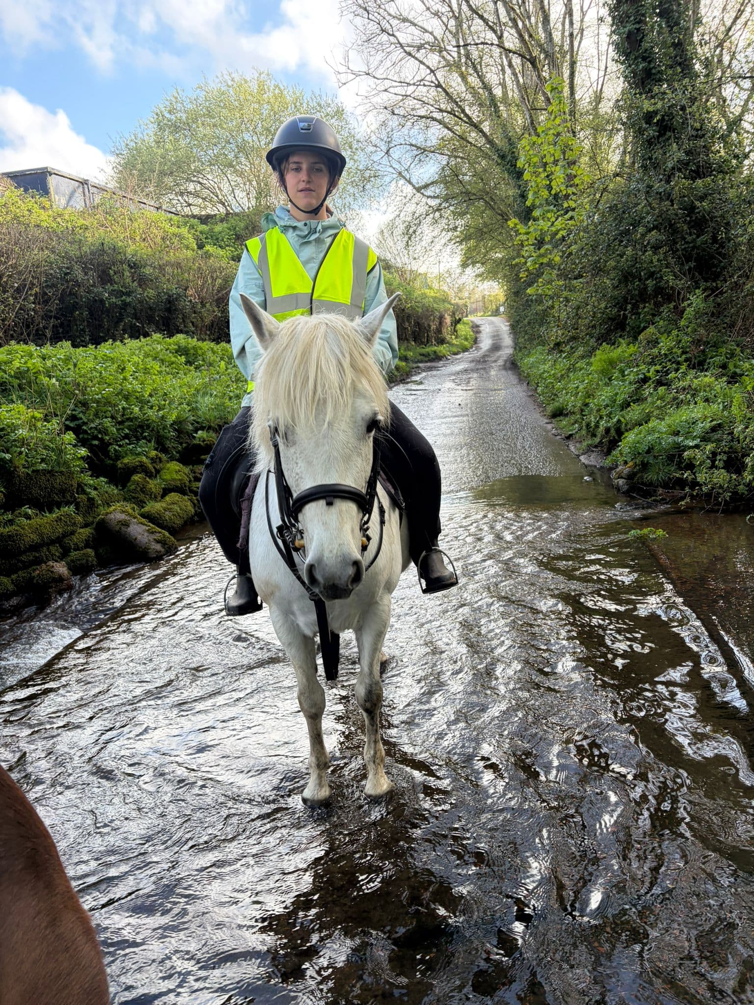 Springall equestrian services