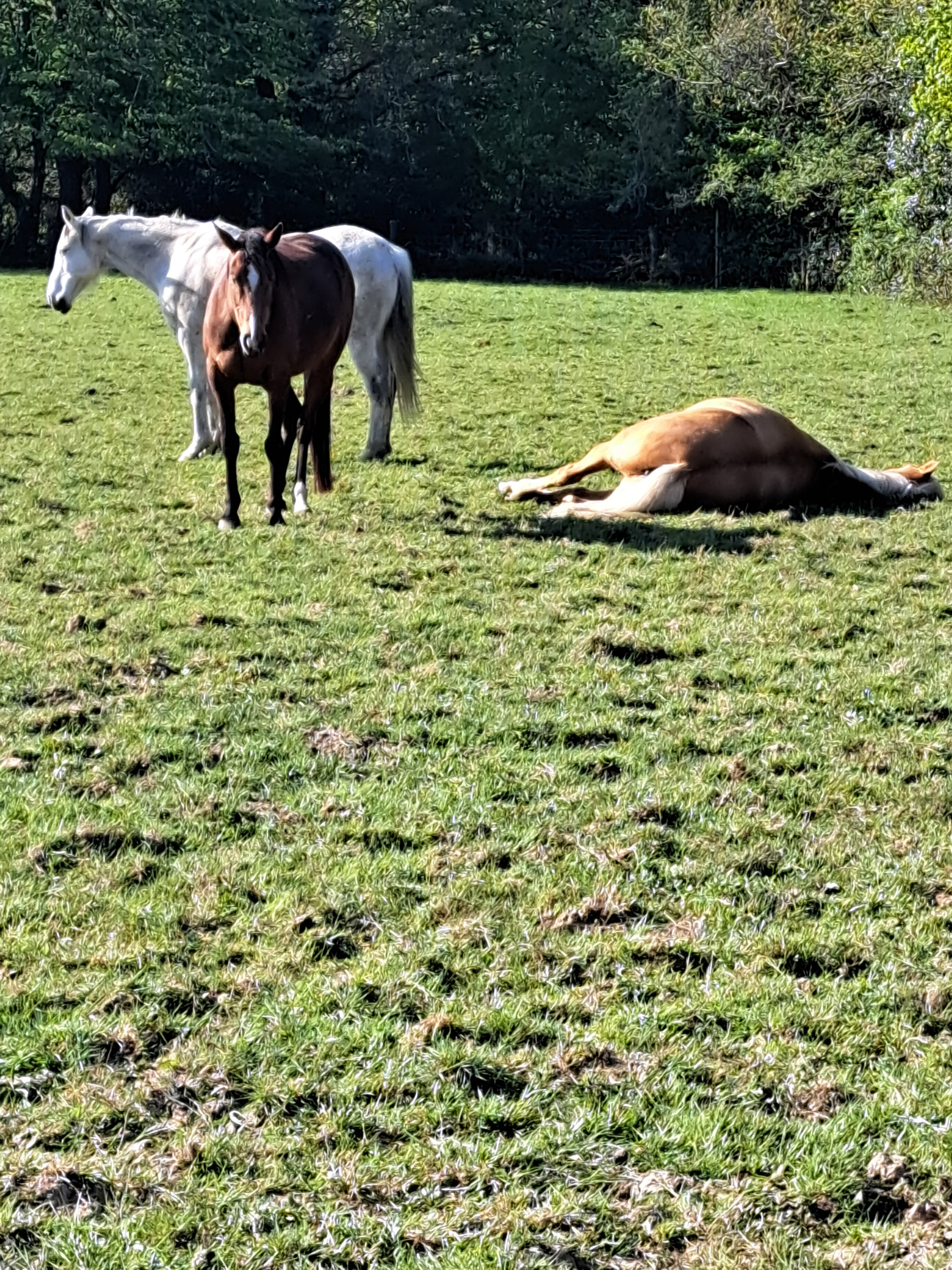 Prestwood Farm