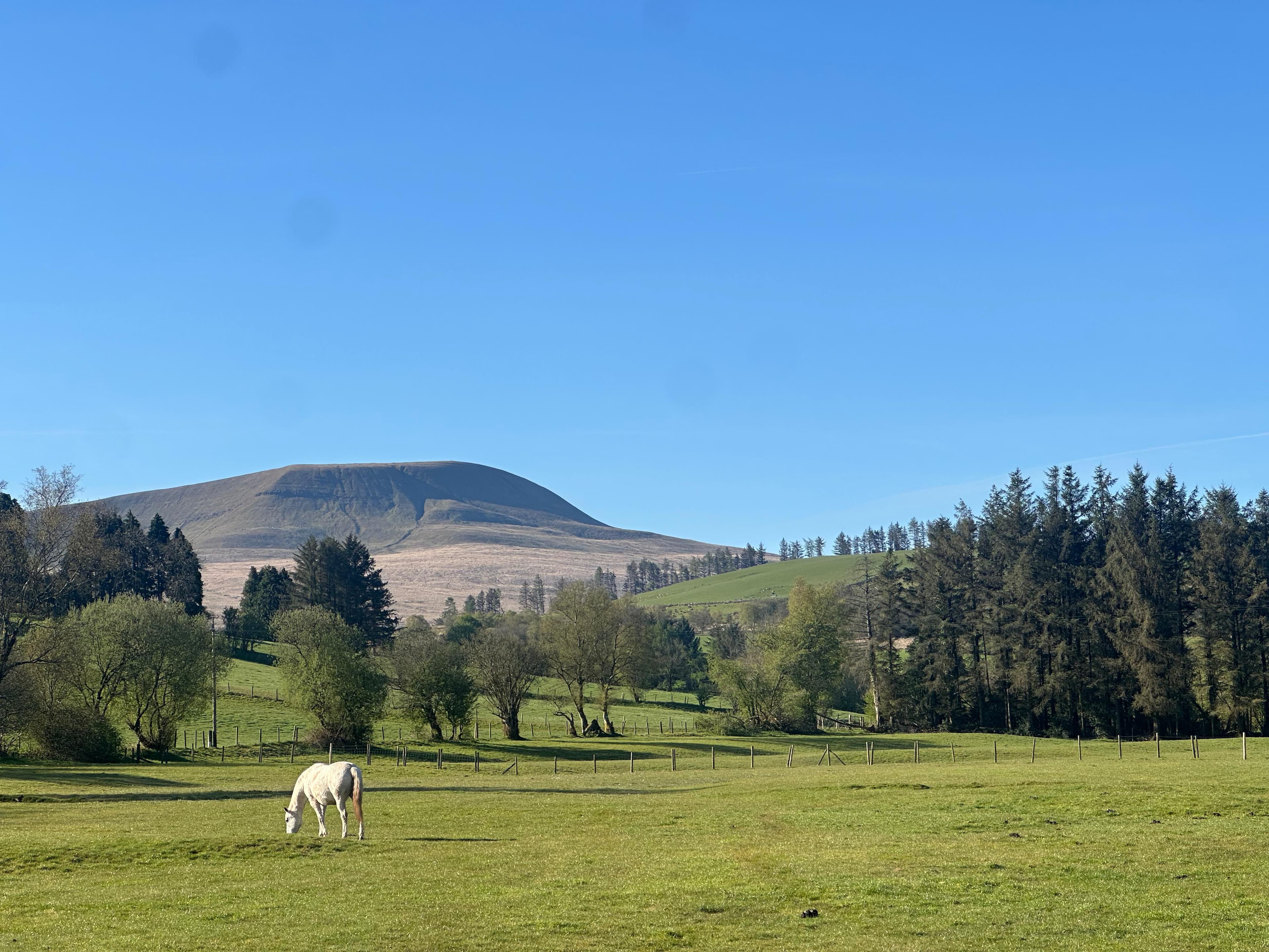 Happy Horse Retirement Home